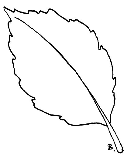 Sunflower Leaf Clipart.