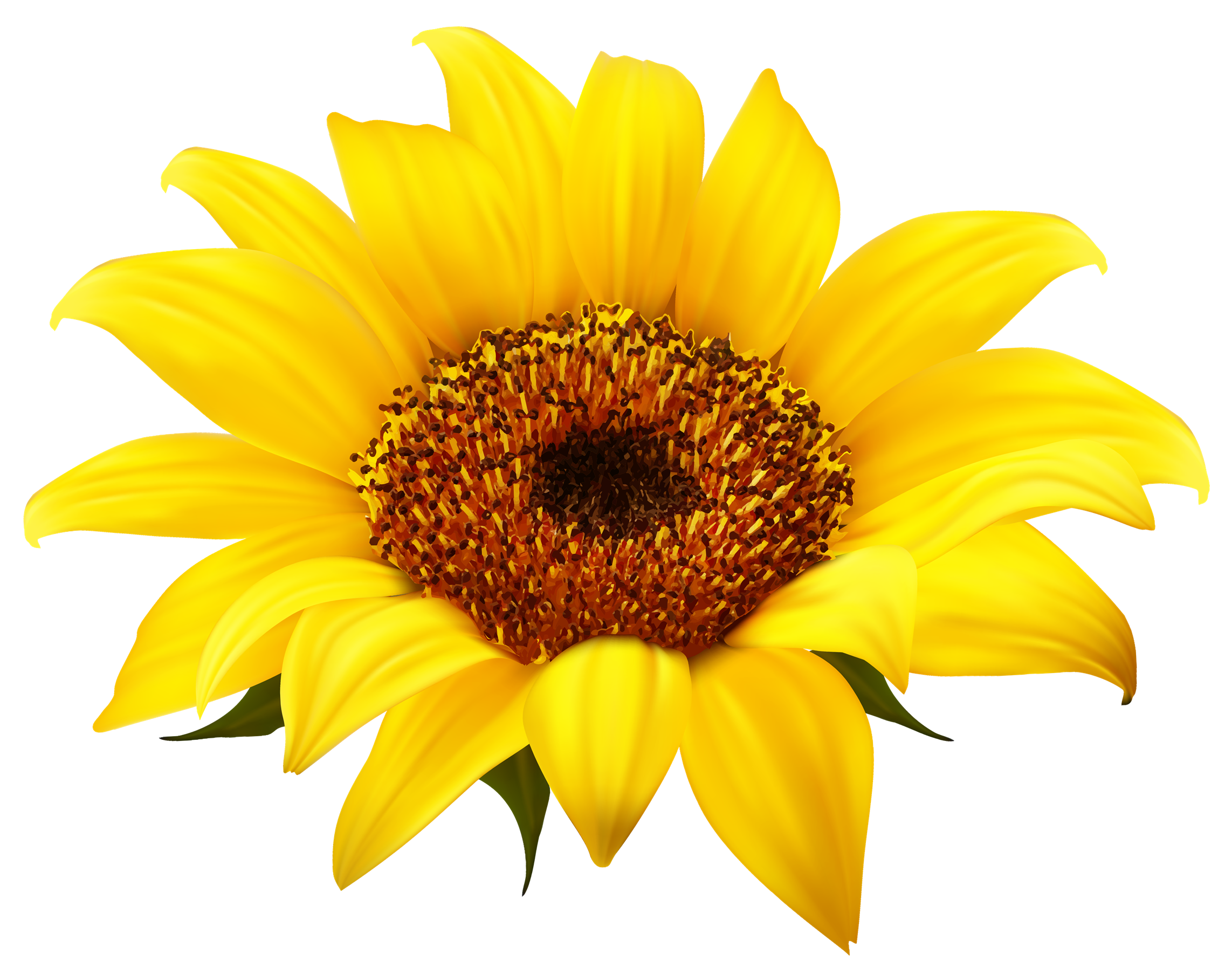 Sunflower PNG Images Transparent Free Download.