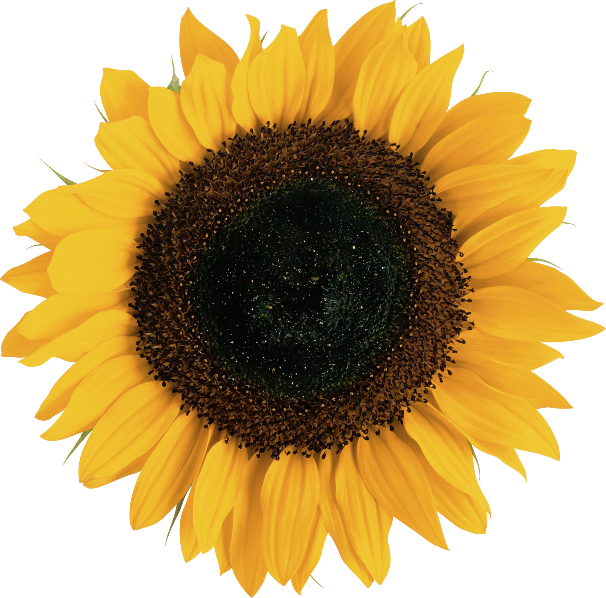 Common sunflower Euclidean vector Illustration.