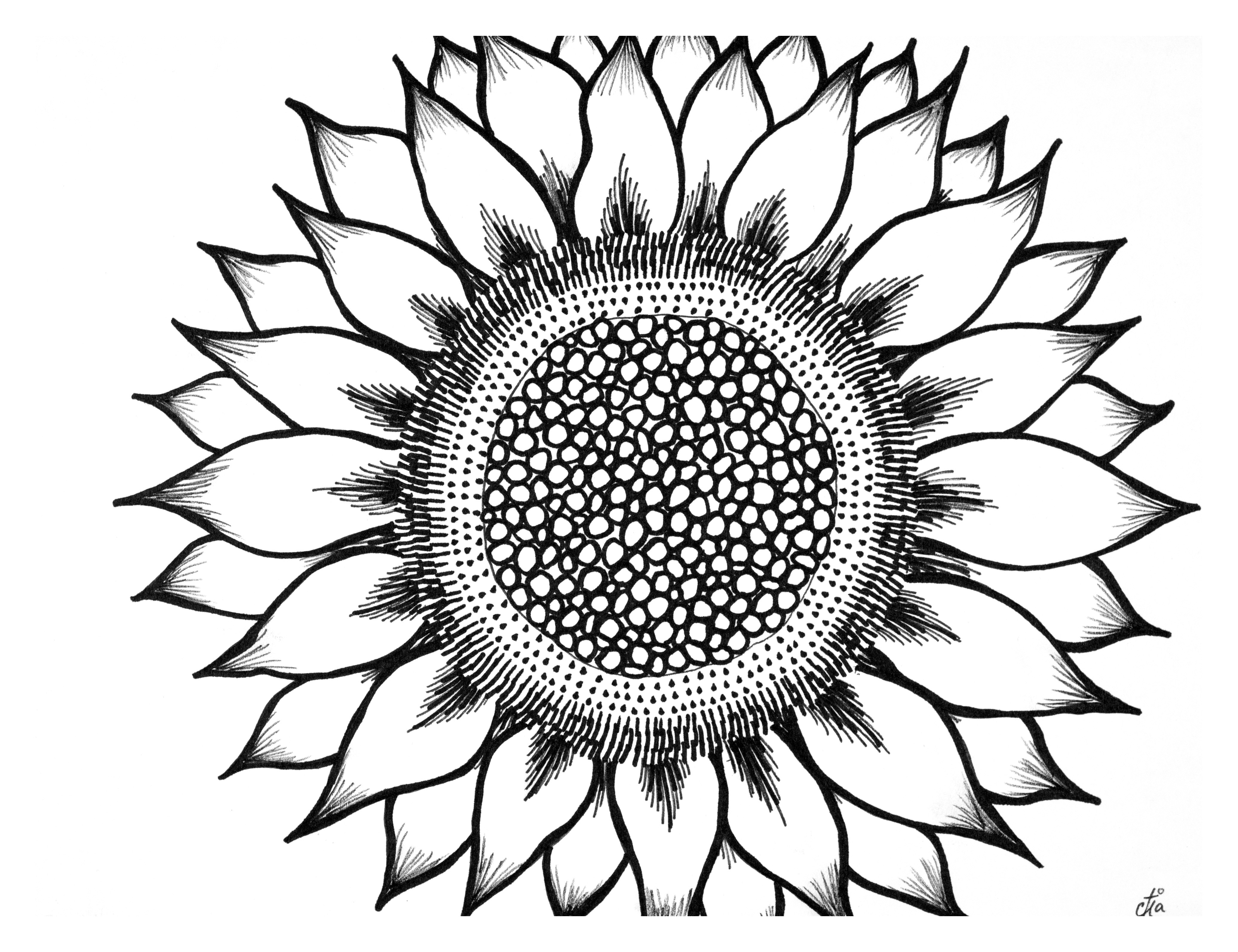 Free Sunflowers Silhouette, Download Free Clip Art, Free.
