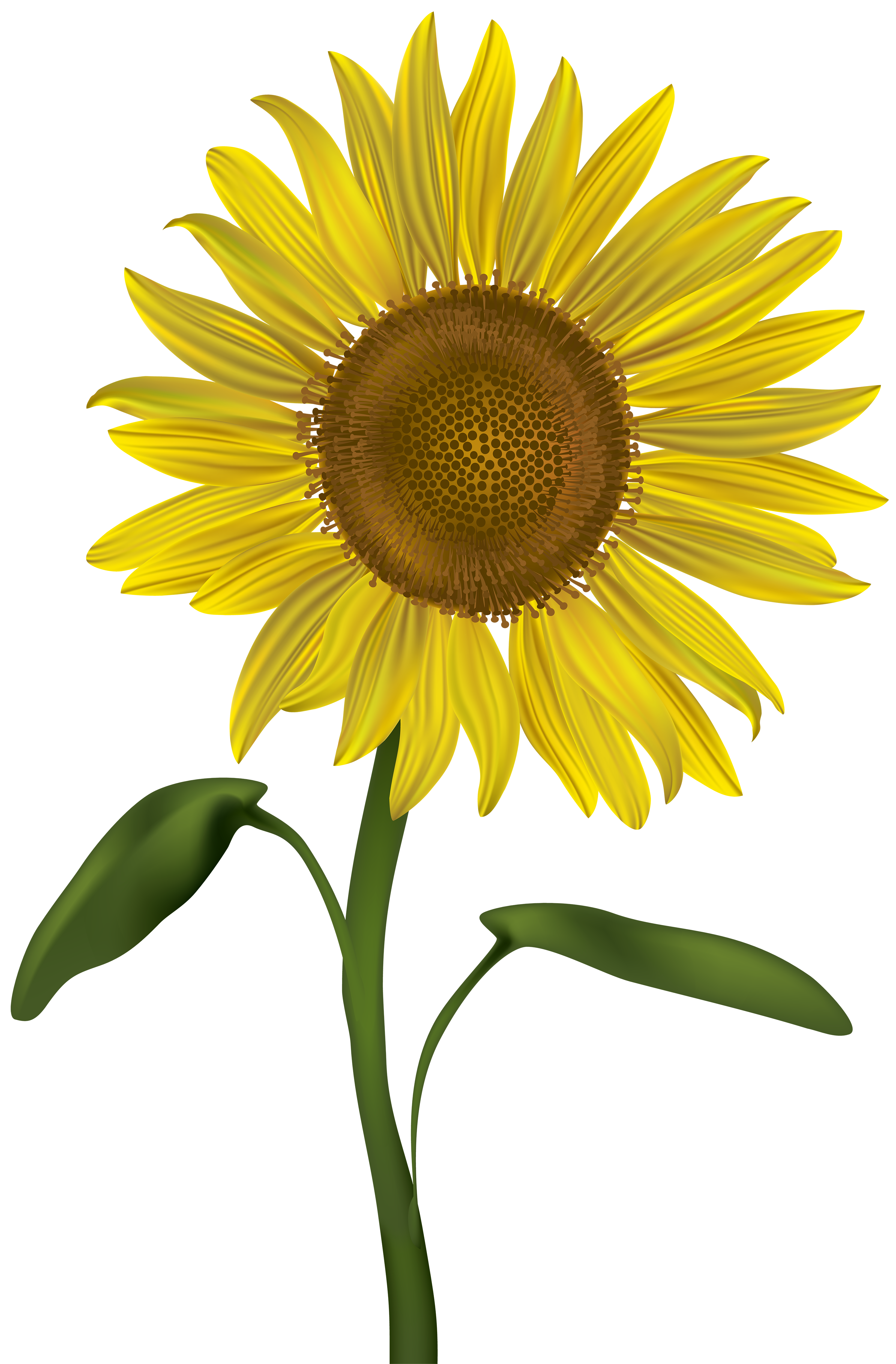 Sunflower Transparent PNG Clip Art Image.