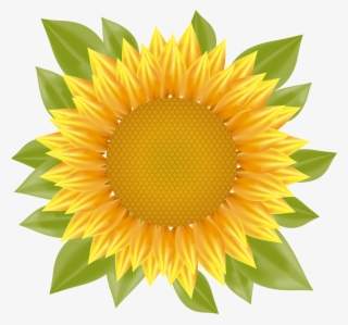 Sunflower Vector Png PNG Images.
