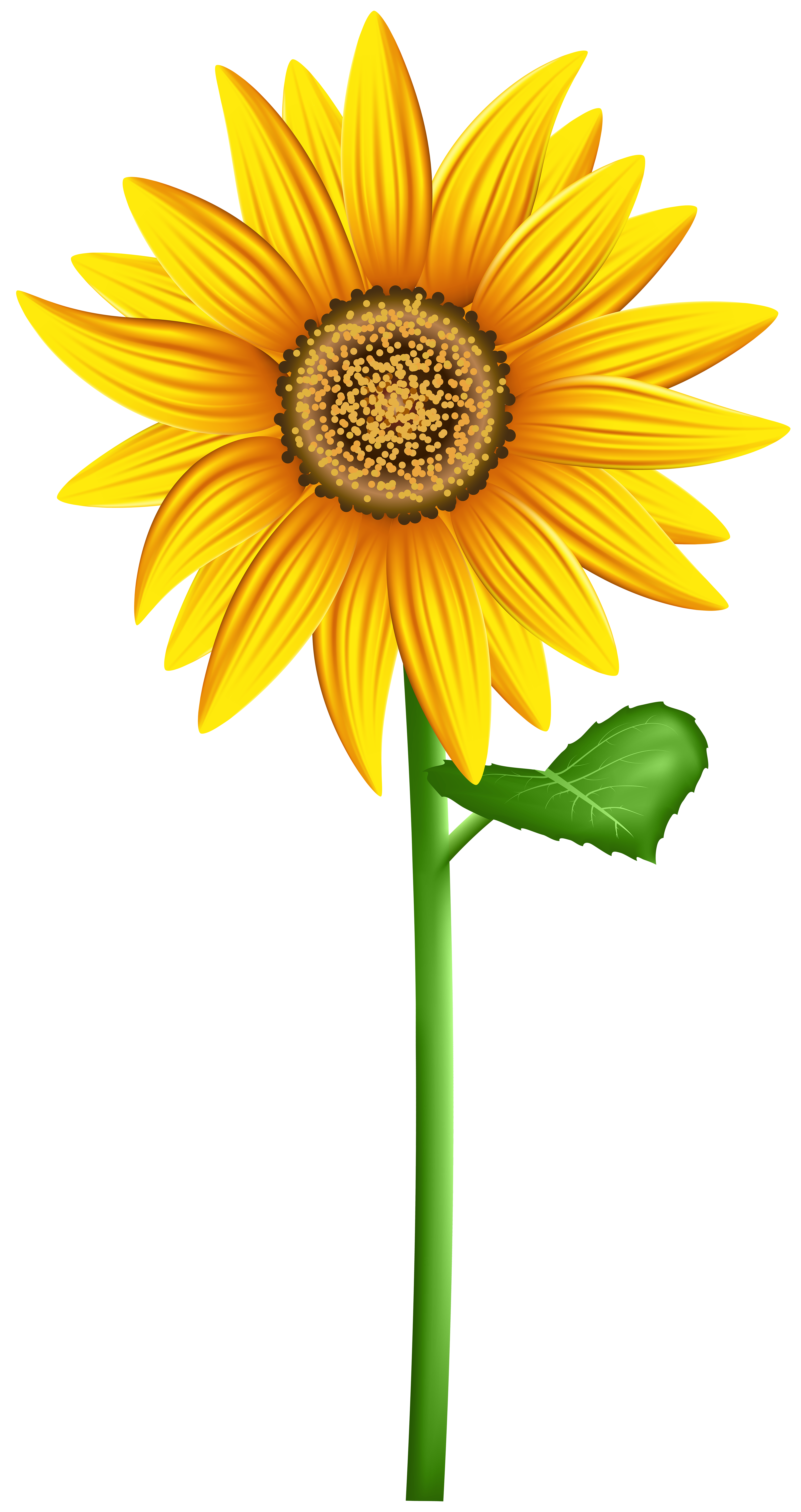 Sunflower PNG Transparent Clip Art Image.