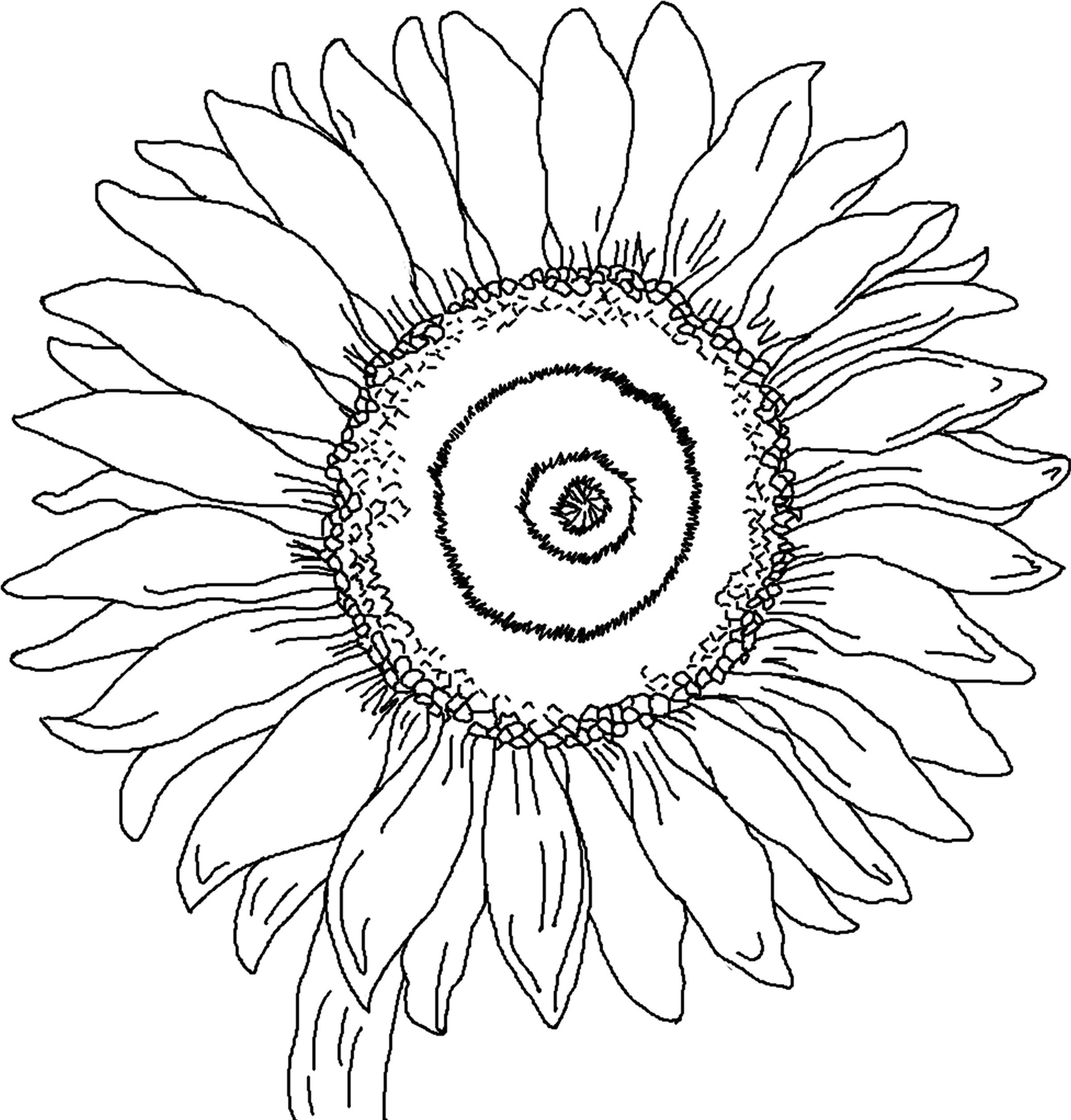 Sunflowers Clipart To Color 20 Free Cliparts Download Images On 