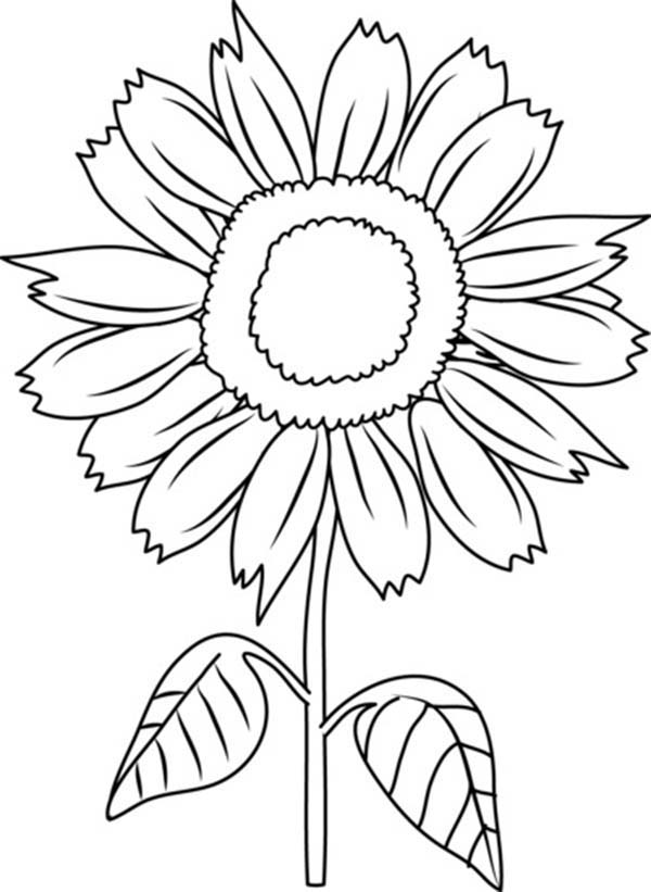 sunflowers clipart to color 20 free Cliparts Download