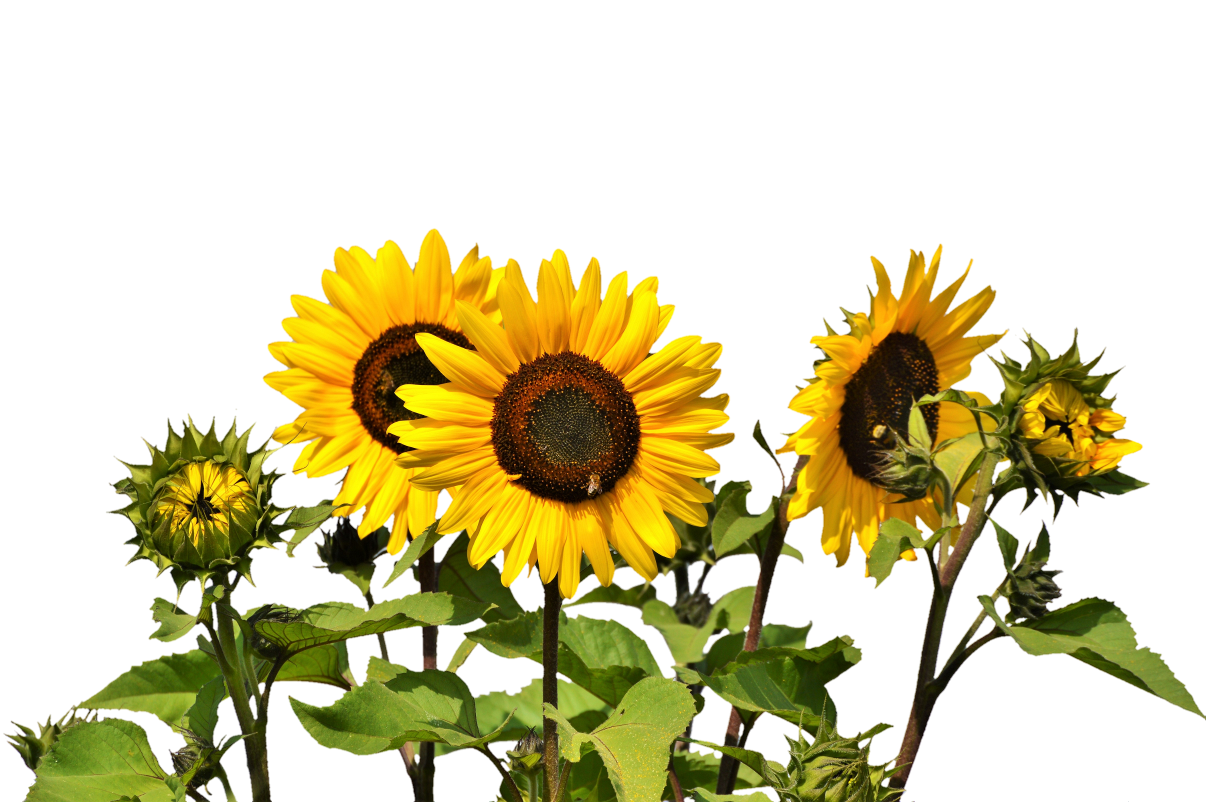 Sunflowers PNG Image.