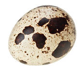 Stock Photography of One quail eggs isolated on white super macro.