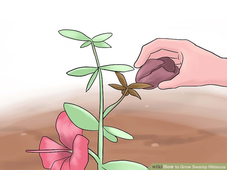 How to Grow Swamp Hibiscus: 14 Steps (with Pictures).