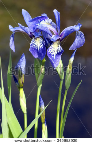 Swamp Iris Stock Photos, Royalty.
