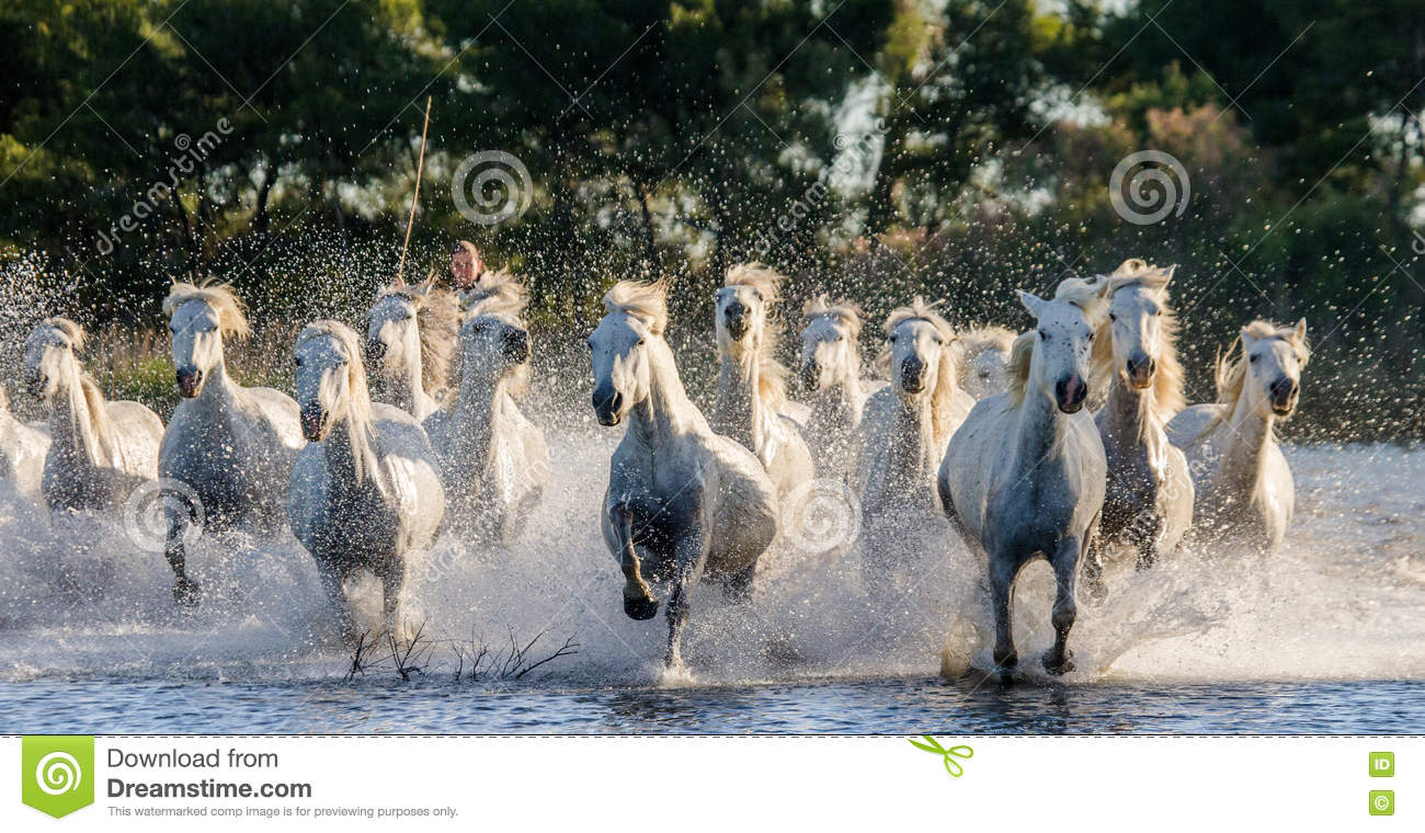 White Camargue Horses Run In The Swamps Nature Reserve. Parc.