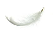 Stock Image of White goose feather k7935005.