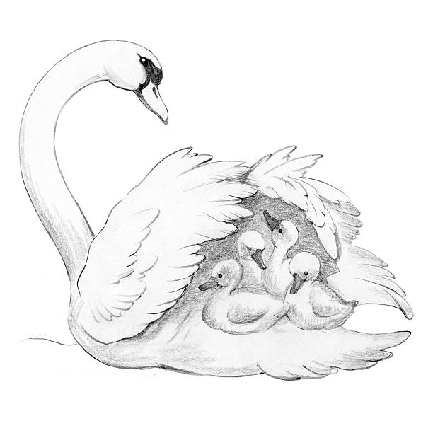 Swan Mother Clip Art, Vector Images & Illustrations.