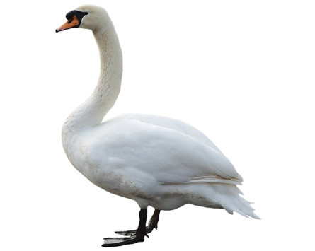 Swan PNG Pic.