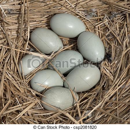 Stock Photography of Swan Eggs in Nest.