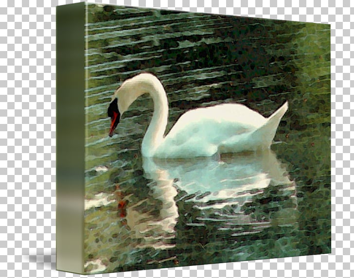 Cygnini Fauna Pond Beak, watercolor swan PNG clipart.