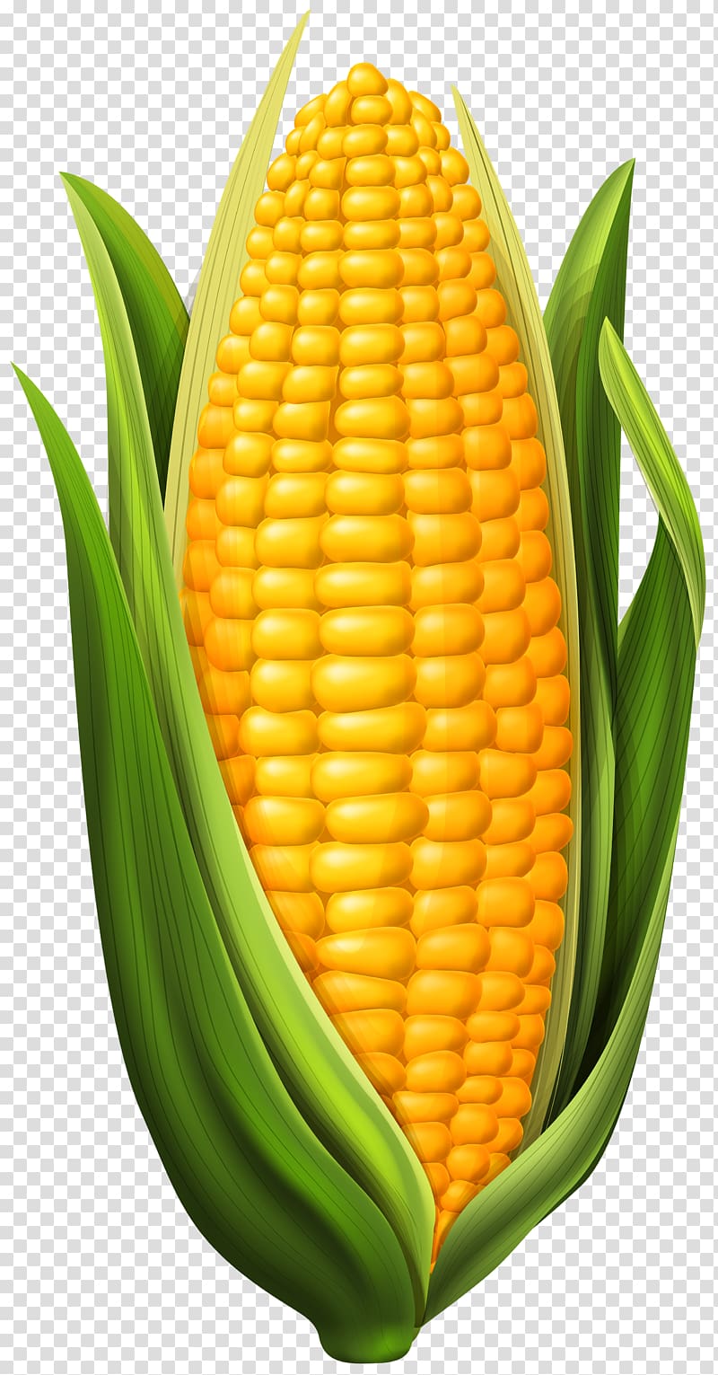 sweet corn clip art 10 free Cliparts | Download images on Clipground 2021