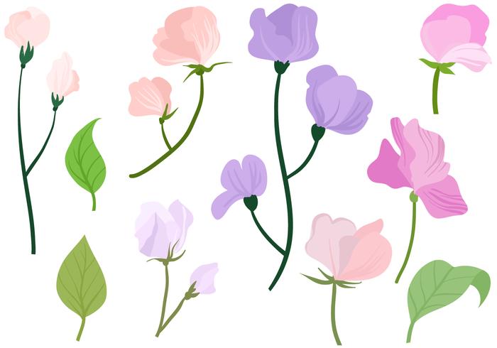 Free Sweet Pea Vectors.