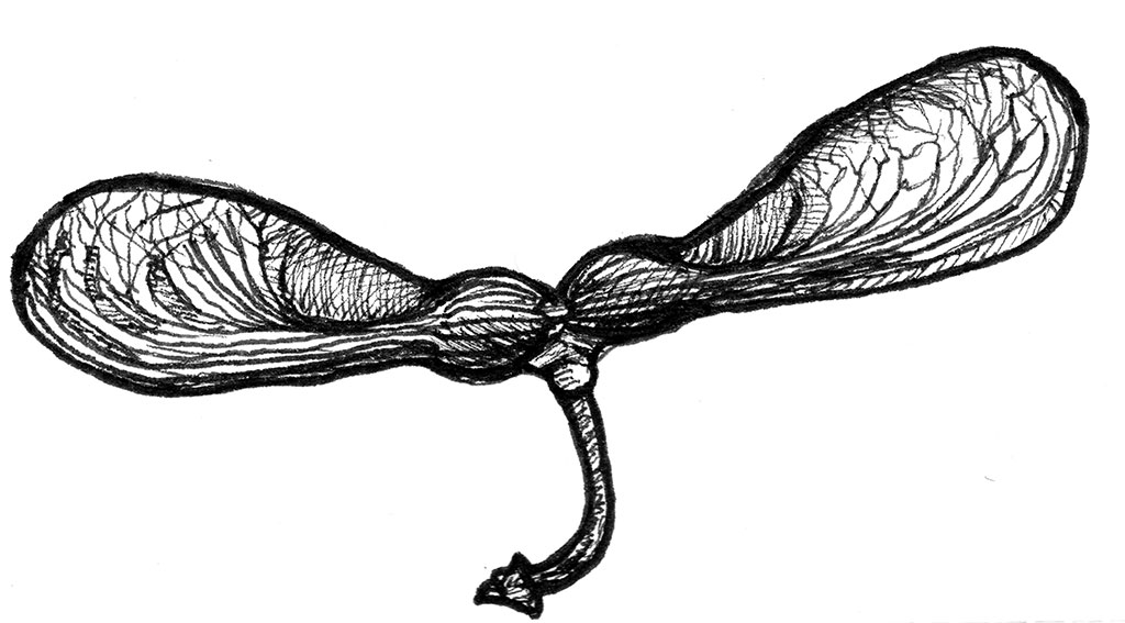 Sycamore Clipart 20 Free Cliparts Download Images On Clipground 2026