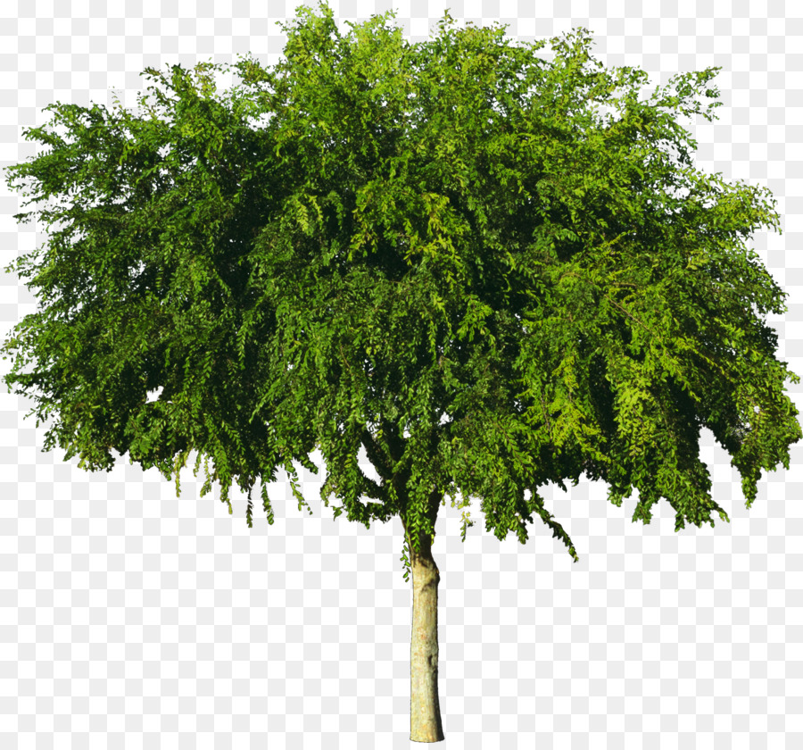 Sycamore Tree png download.