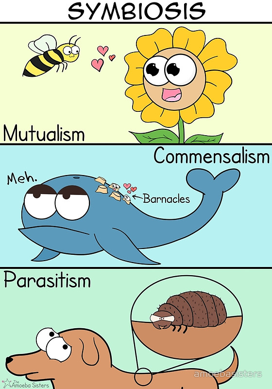 what are the three main types of symbiotic relationships