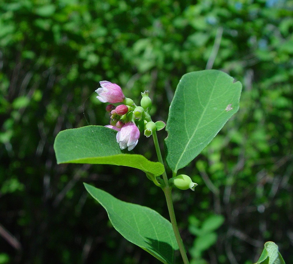 Symphoricarpos Albus Leaves.