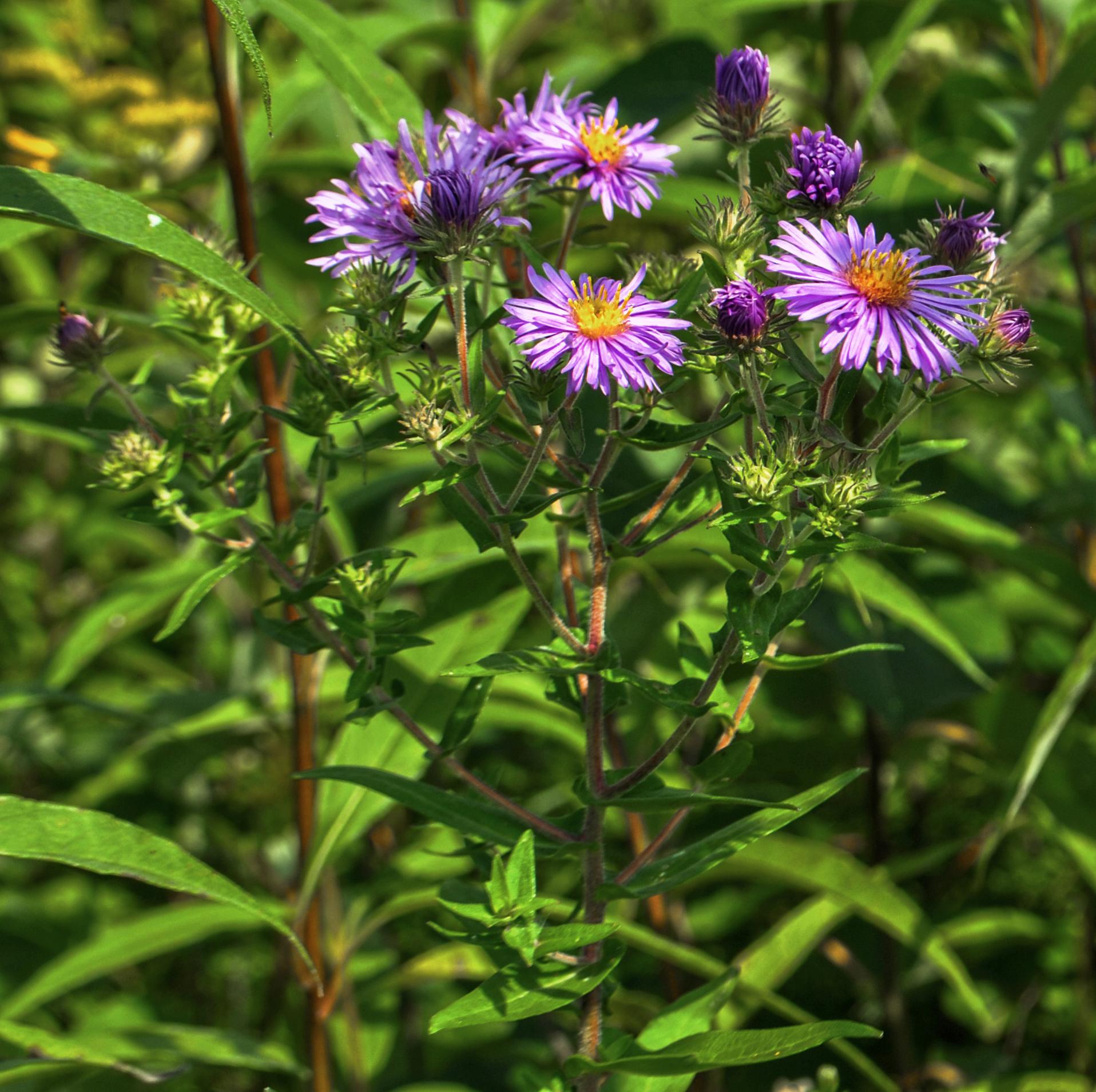 Online Virtual Flora of Wisconsin.