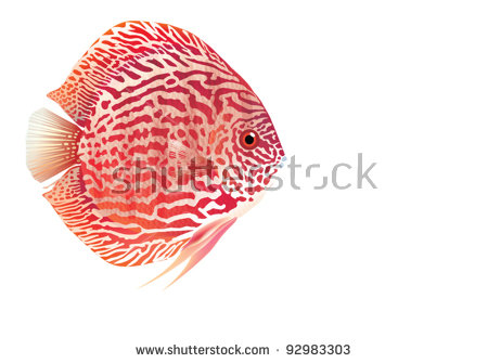 Symphysodon Discus: Eps10 Stock Vectors & Vector Clip Art.