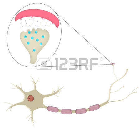 2,845 Synapse Cliparts, Stock Vector And Royalty Free Synapse.