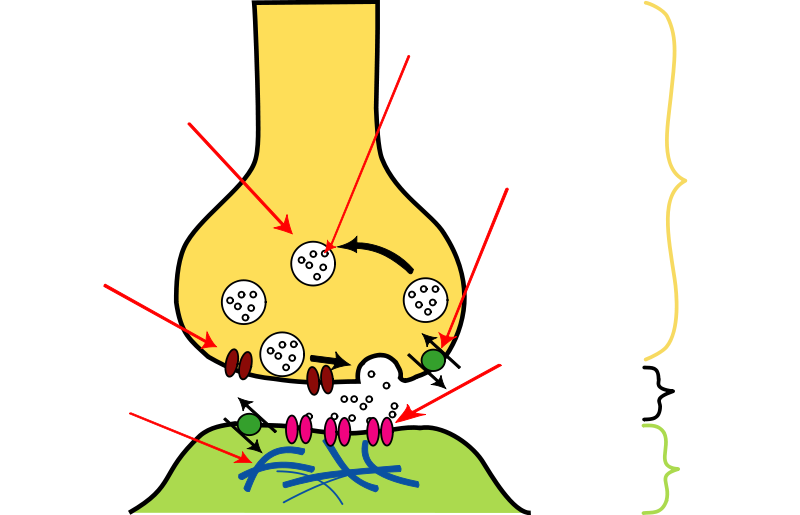 Px Synapse Illustration Unlabeled.