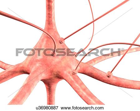 Stock Illustration of Neuron and synapses, artwork u36980887.