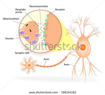 Synapse Stock Images, Royalty.