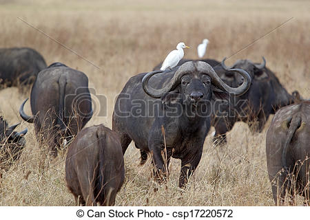 Picture of African buffalo (Syncerus caffer) and cattle egret.
