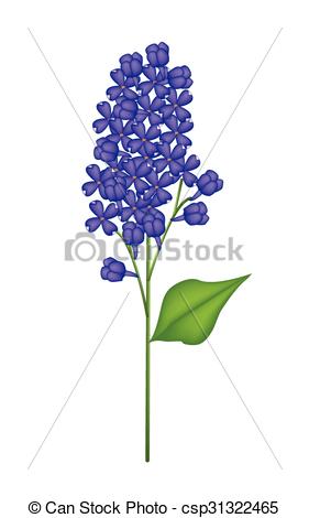 Clip Art Vector of Blue Lilac or Syringa Vulgaris on White.
