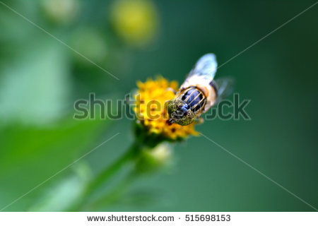 Syrphid.