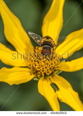 Syrphid Stock Photos, Royalty.