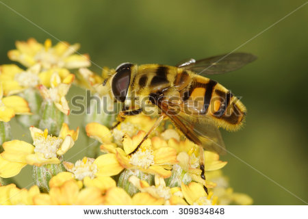 Syrphid Fly Stock Photos, Images, & Pictures.
