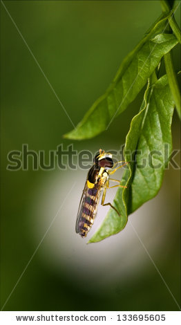 Syrphus ribesii Stock Photos, Images, & Pictures.