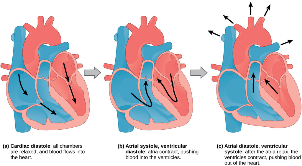 The Cardiac Cycle.