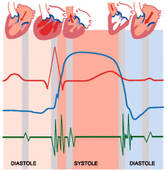 Clip Art of EKG curves and relationships to systole and diastole.