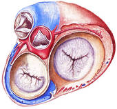 Stock Illustration of Heart in Systole (Superior View, Atria.