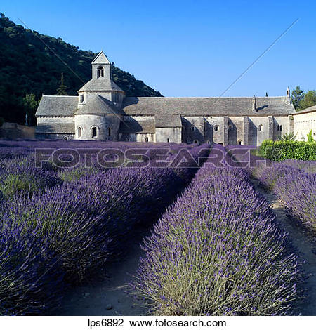 Stock Photo of rows of blossoming lavender and senanque abbey 12th.