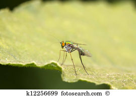 Tabanidae Stock Photos and Images. 100 tabanidae pictures and.