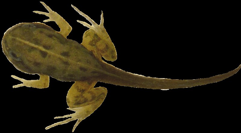 tadpole with 4 legs clipart, 12cm long.