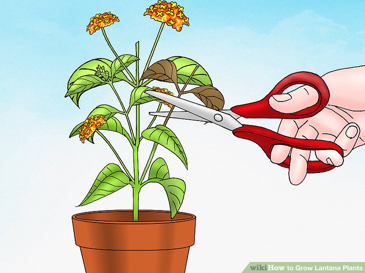 How To Take Care Of Plants Clipart.