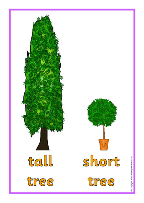 Tall And Short Objects