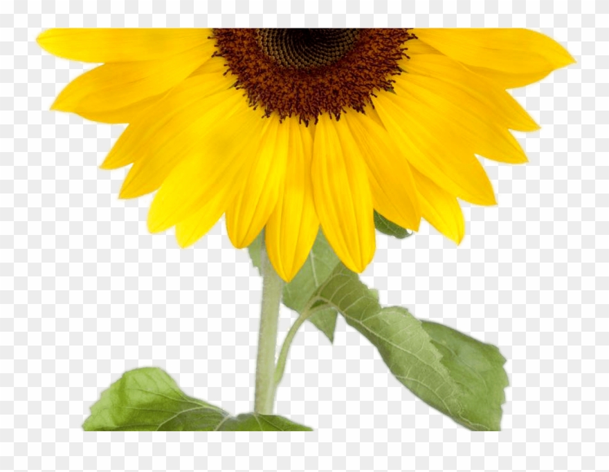 Free Free 90 Sunflower Clipart Free Sunflower Images SVG PNG EPS DXF File