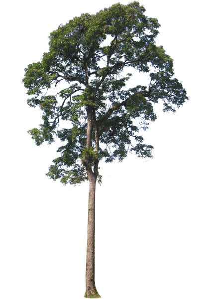 tall tree png 10 free Cliparts | Download images on Clipground 2021