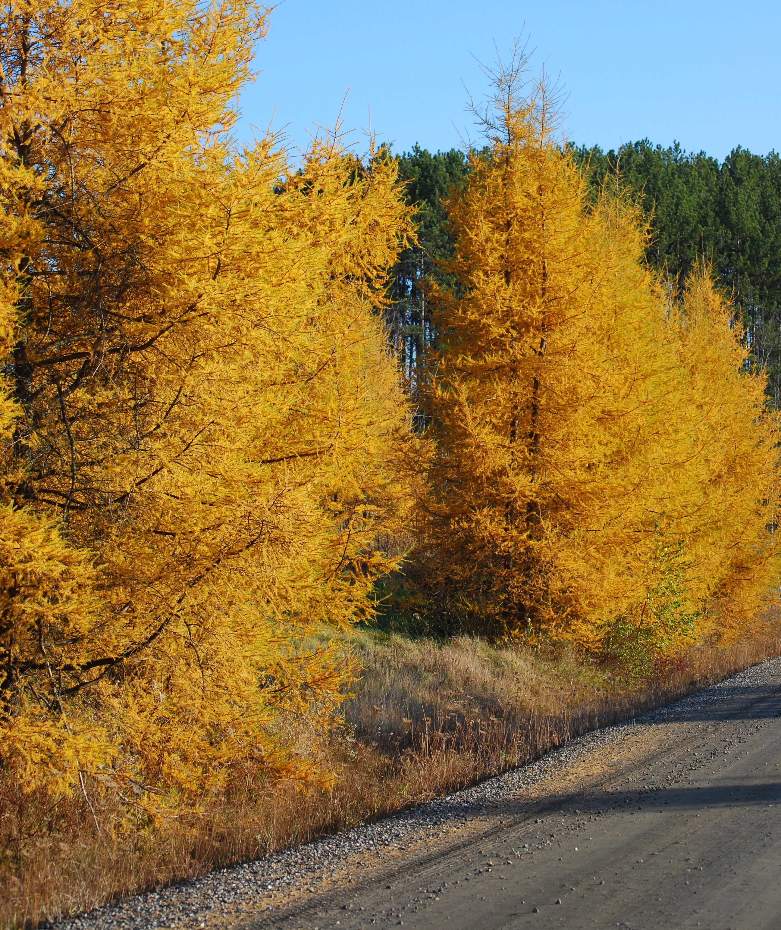 Similiar Types Of Tamarack Trees Keywords.