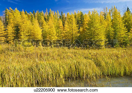 Stock Photography of Autumn colours on tamarack trees, Duck.