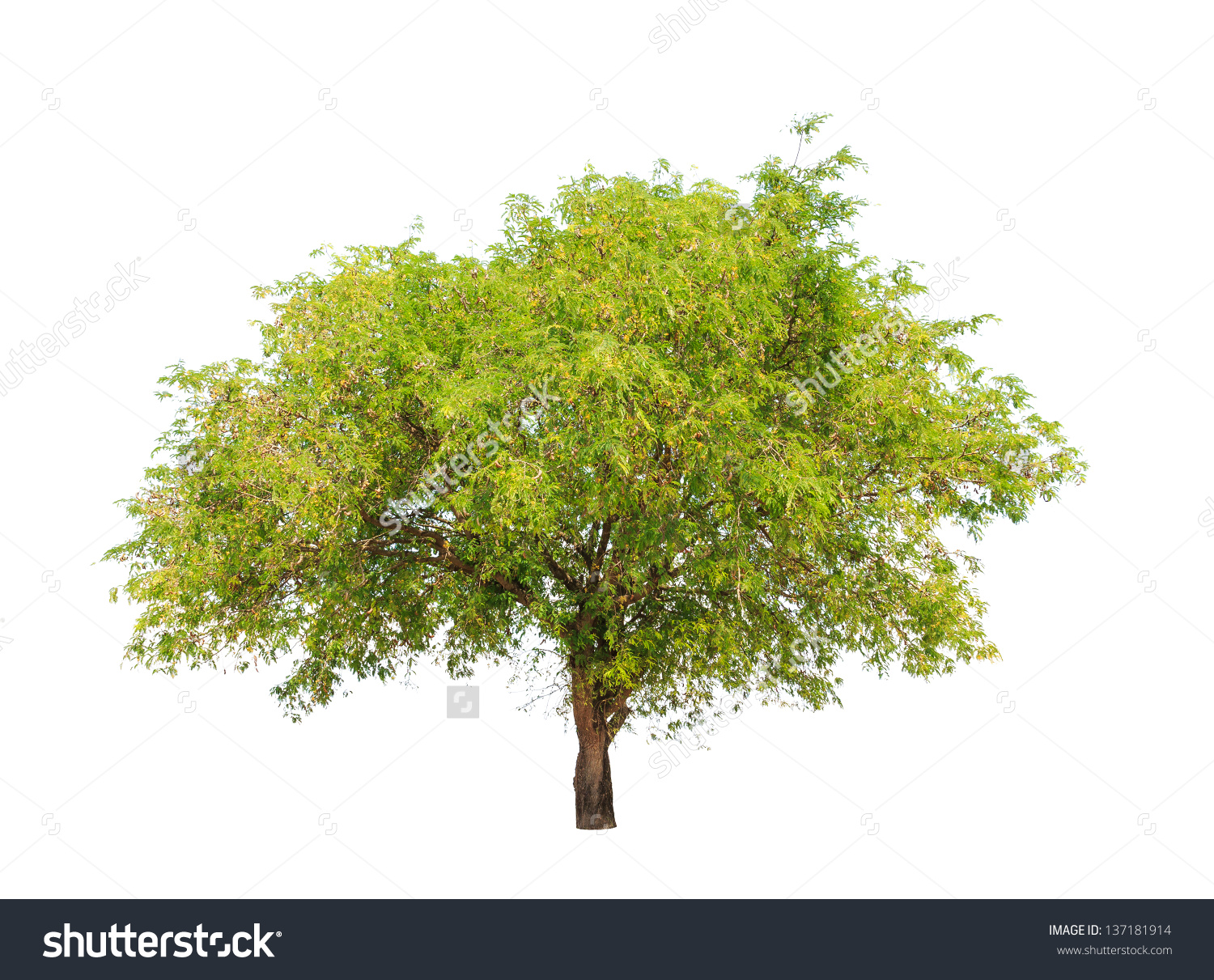 Tamarind Tree Tamarindus Indica Tropical Tree Stock Photo.